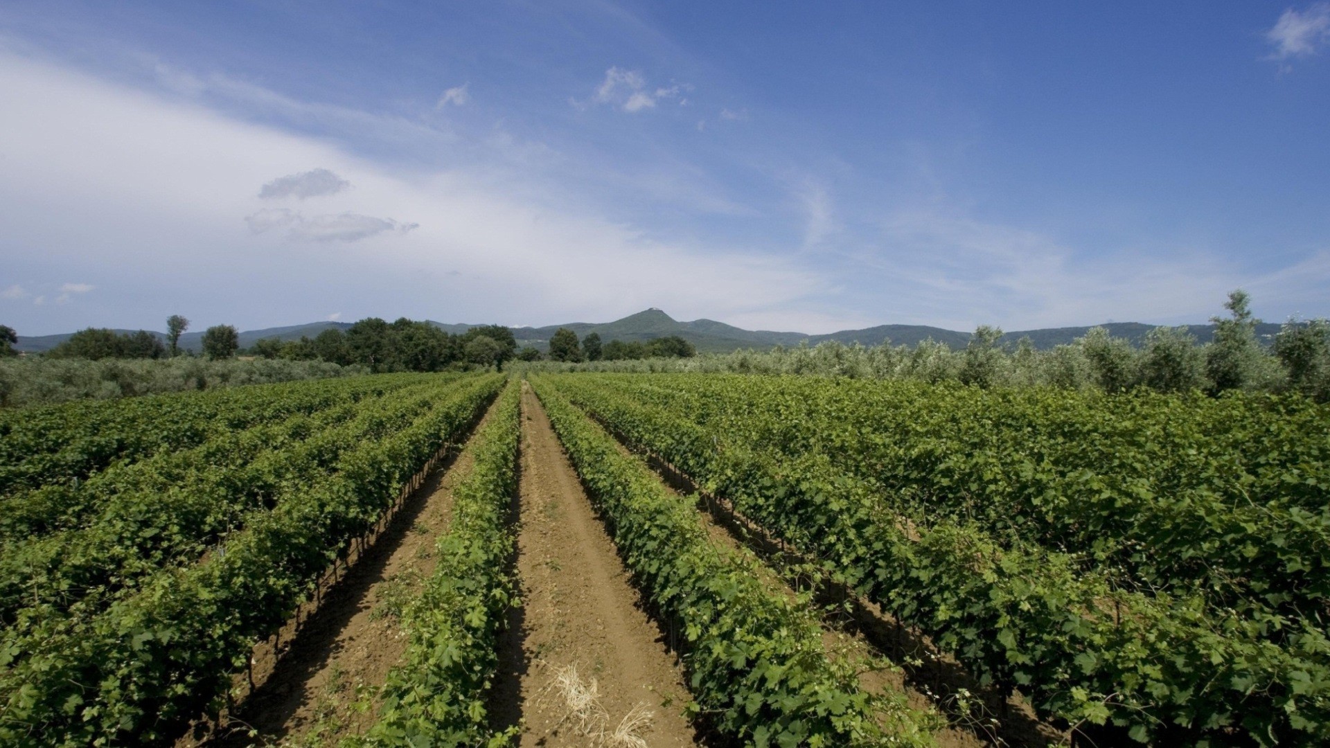 Agriturismo Eucaliptus